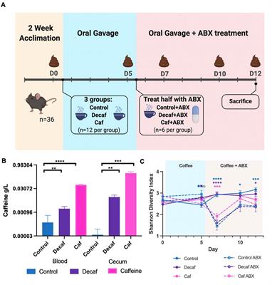 Coffee Consumption Modulates Amoxicillin-Induced Dysbiosis in the Murine Gut Microbiome